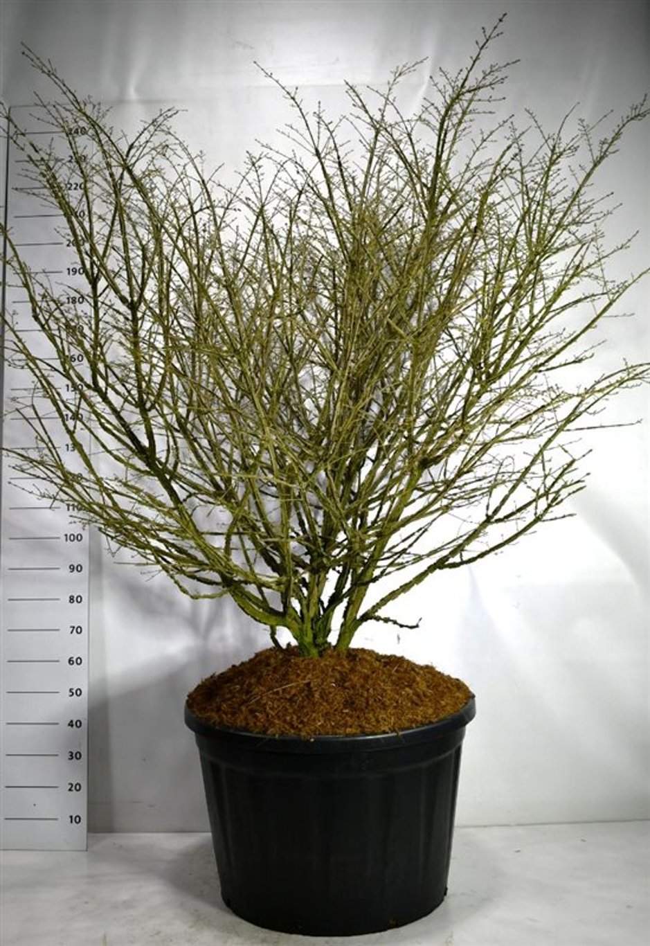 Euonymus alatus - 150-175 CM in Cont.